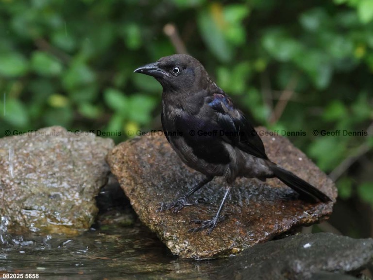 COGR-AL_Common-Grackle