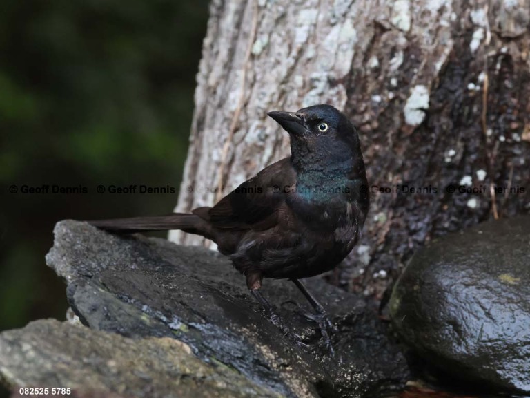 COGR-AM_Common-Grackle