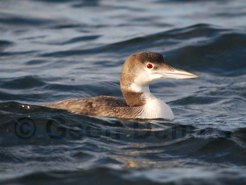 COLO-AA_Common-Loon