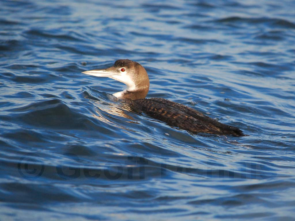 COLO-AB_Common-Loon
