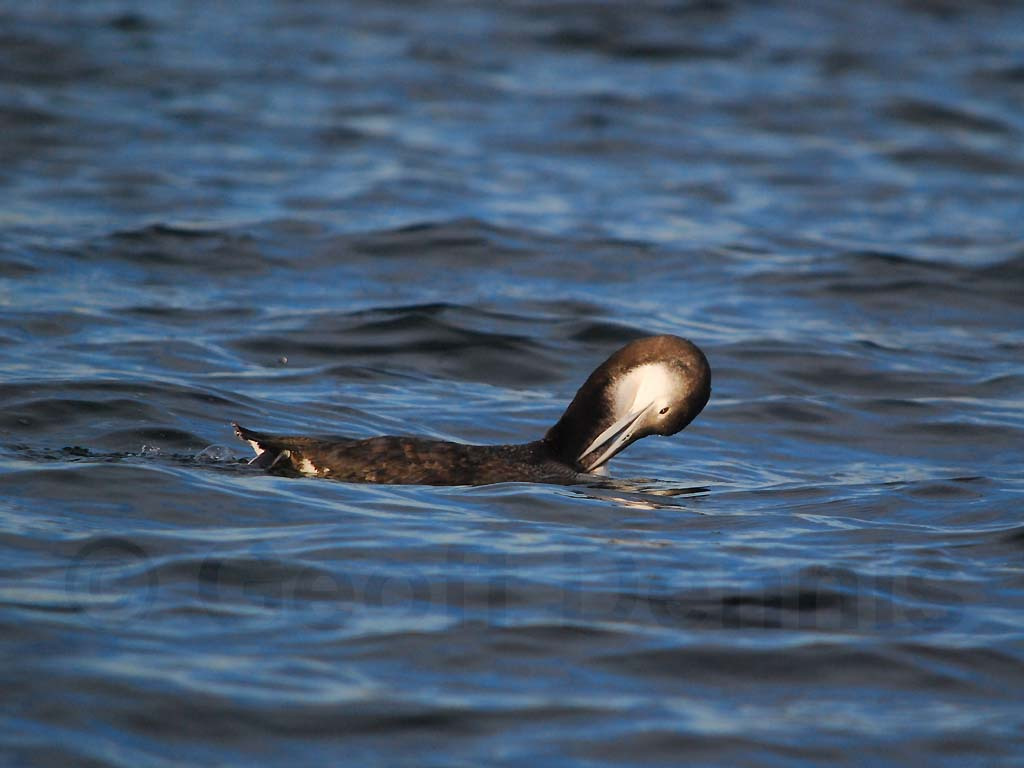 COLO-AC_Common-Loon