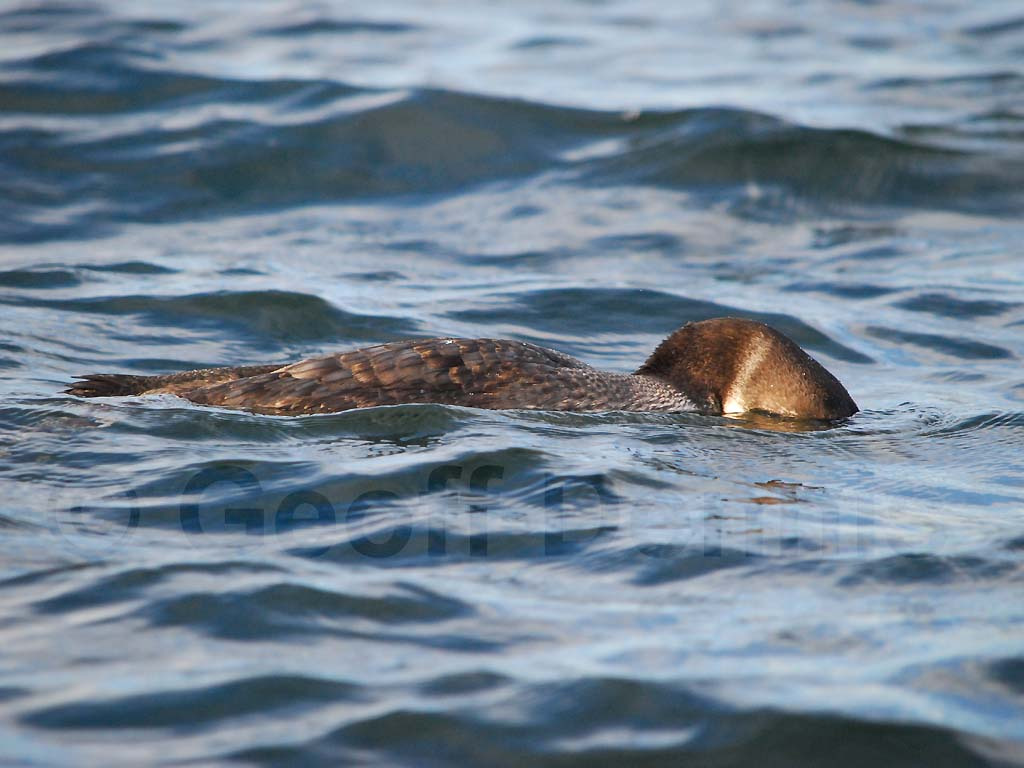 COLO-AD_Common-Loon