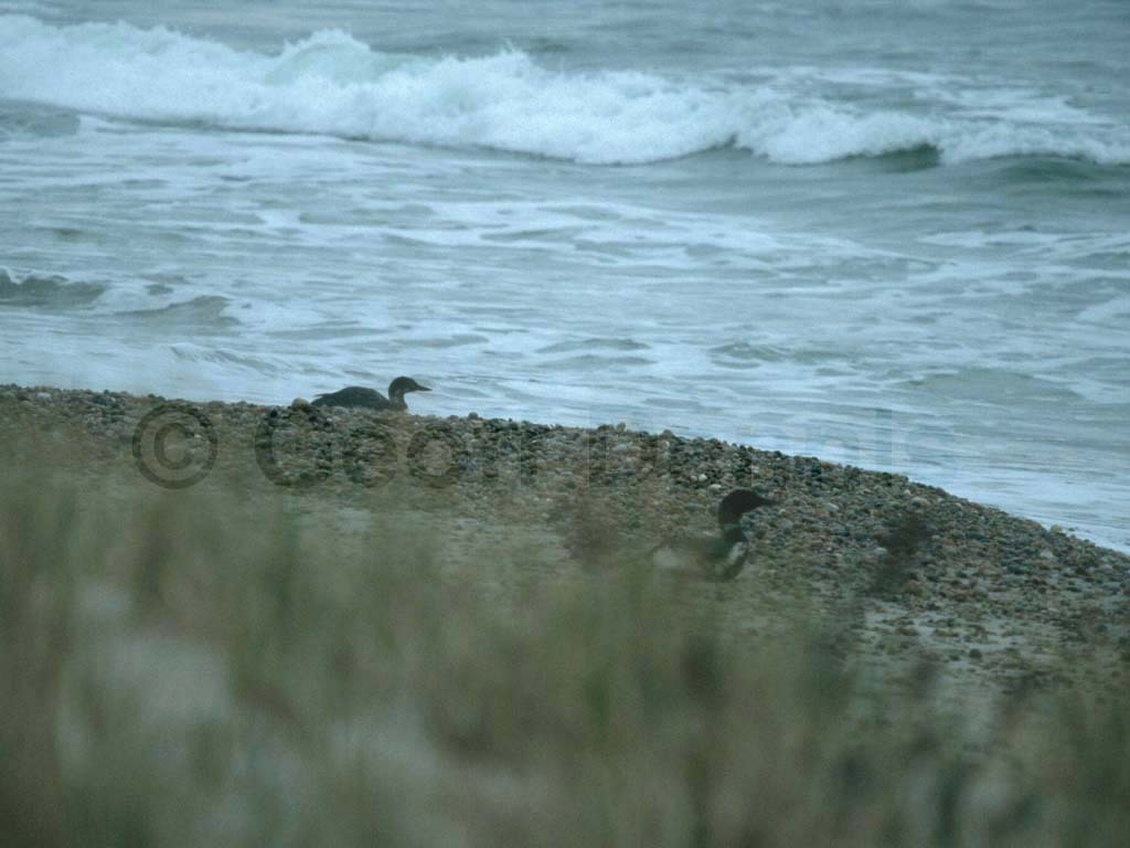 COLO-AE_Common-Loon
