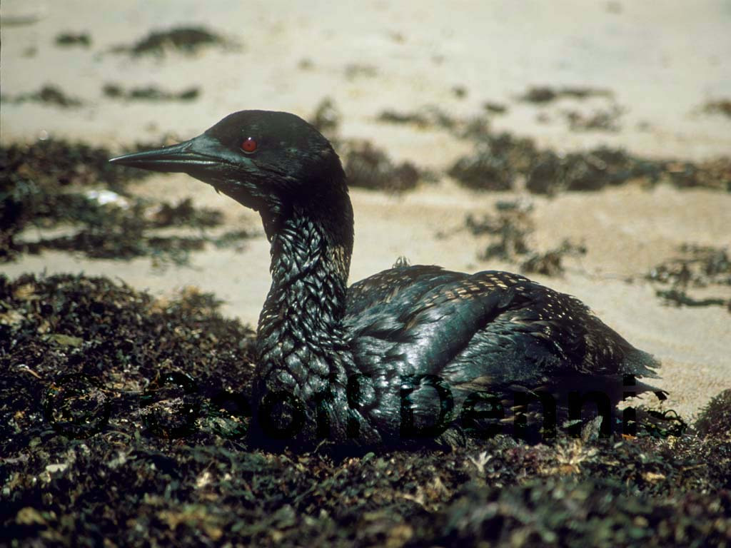 COLO-AF_Common-Loon