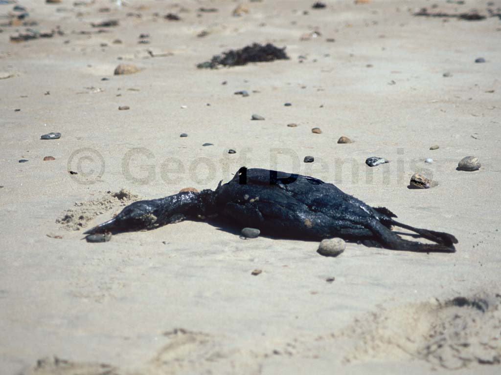 COLO-AG_Common-Loon
