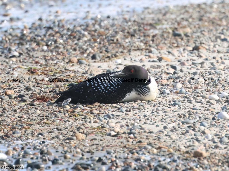 COLO-AK_Common-Loon