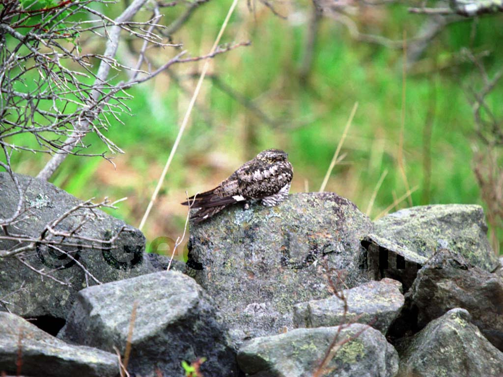 CONI-AA_Common-Nighthawk