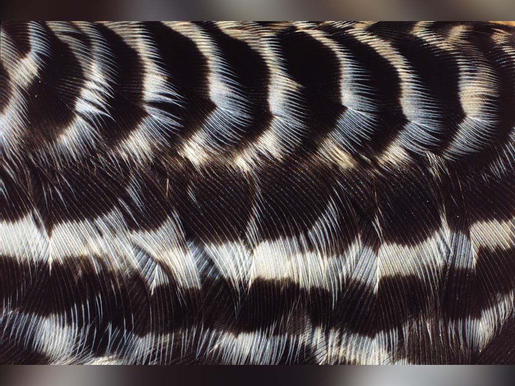 CONI-AC_Common-Nighthawk