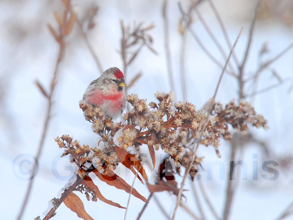CORE-AA_Common-Redpoll