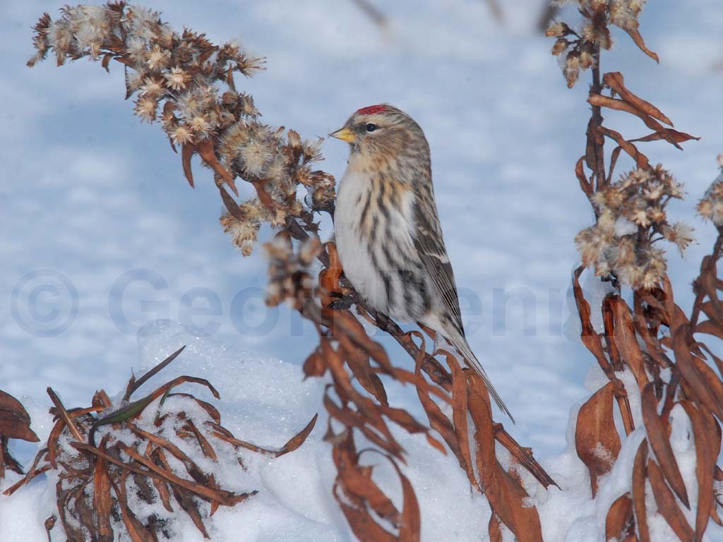 CORE-AB_Common-Redpoll
