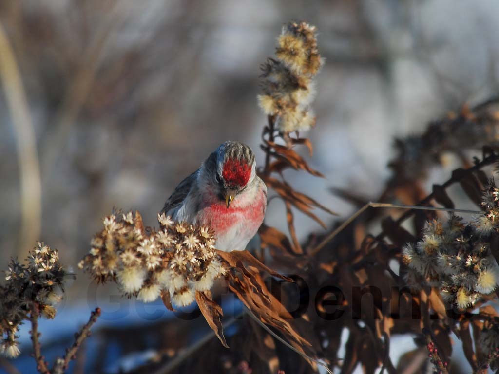 CORE-AC_Common-Redpoll