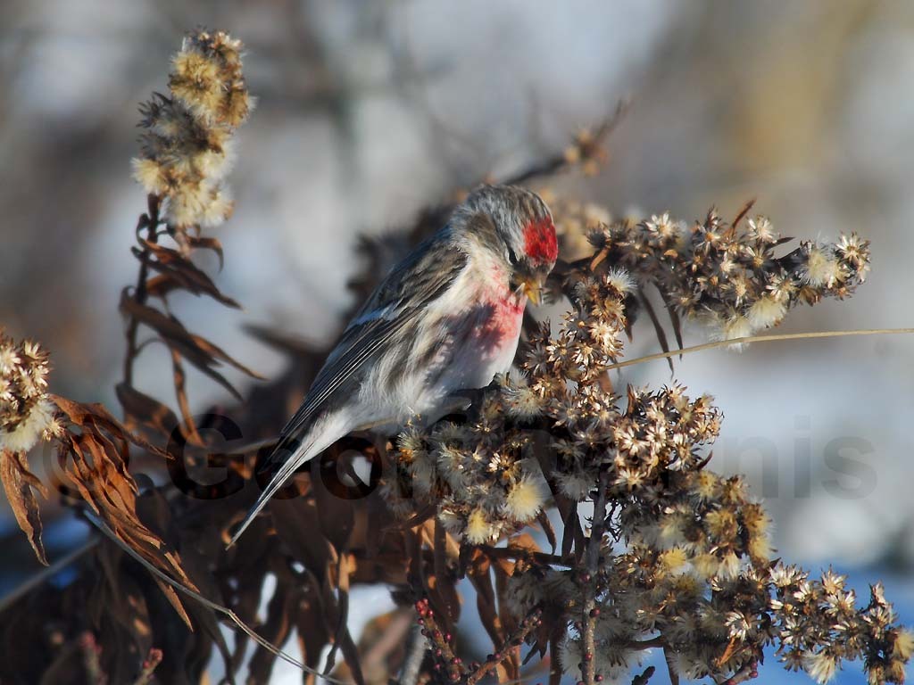 CORE-AD_Common-Redpoll