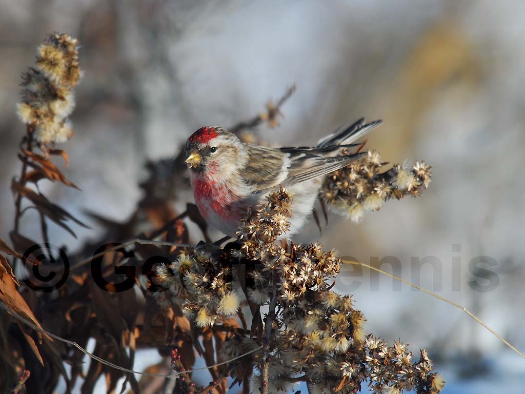CORE-AE_Common-Redpoll