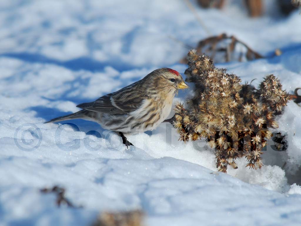 CORE-AF_Common-Redpoll