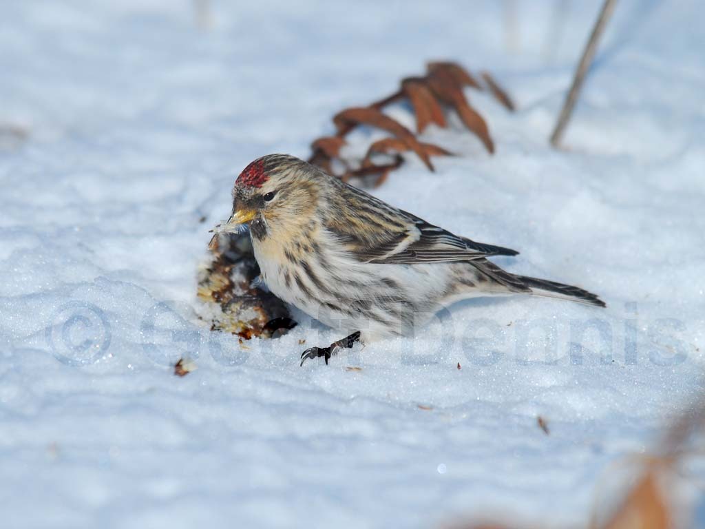 CORE-AG_Common-Redpoll