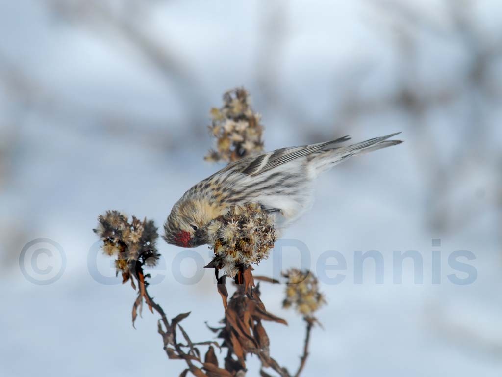 CORE-AH_Common-Redpoll