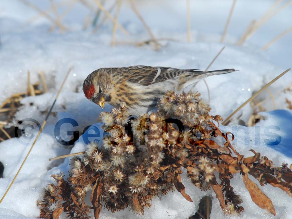 CORE-AI_Common-Redpoll
