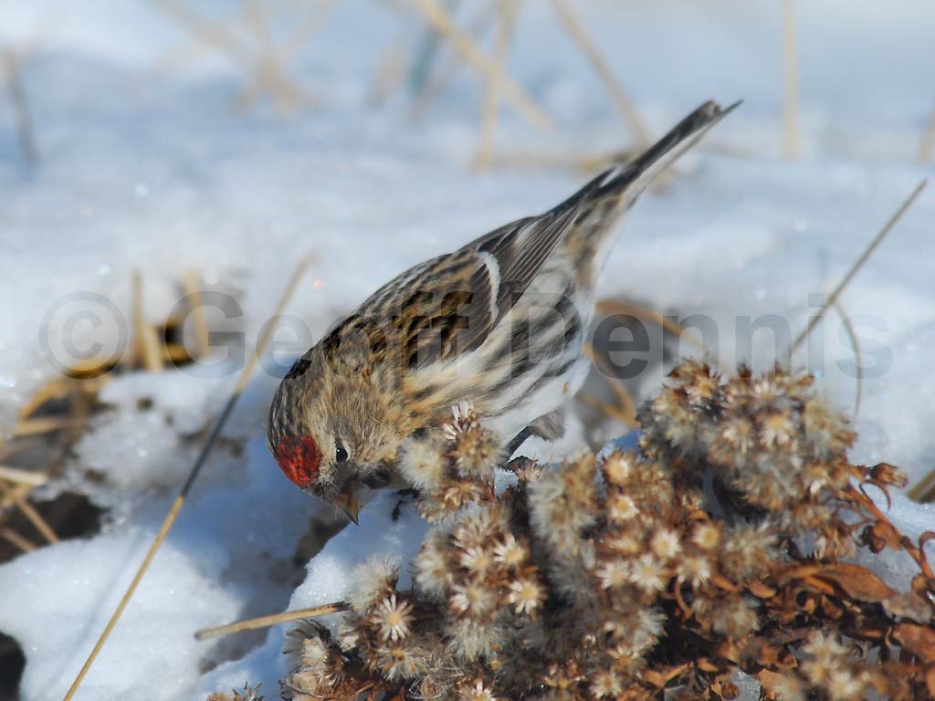 CORE-AJ_Common-Redpoll
