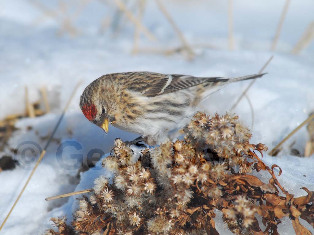 CORE-AK_Common-Redpoll