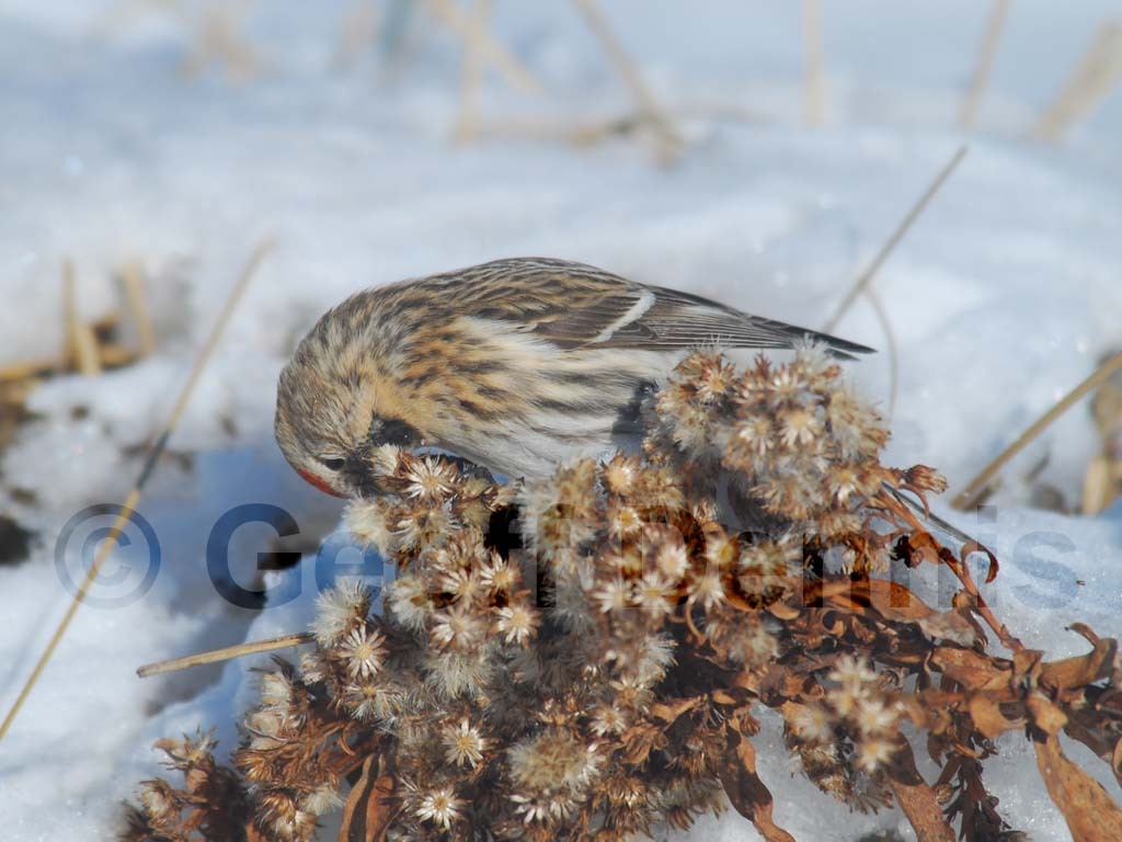 CORE-AL_Common-Redpoll