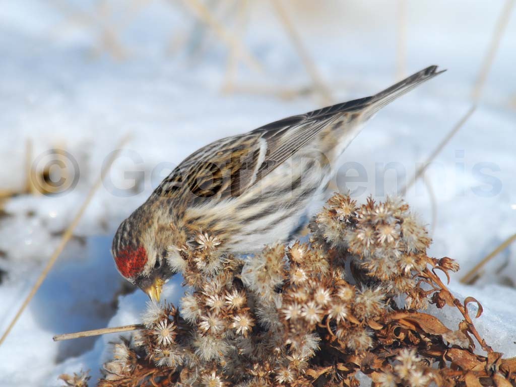 CORE-AM_Common-Redpoll