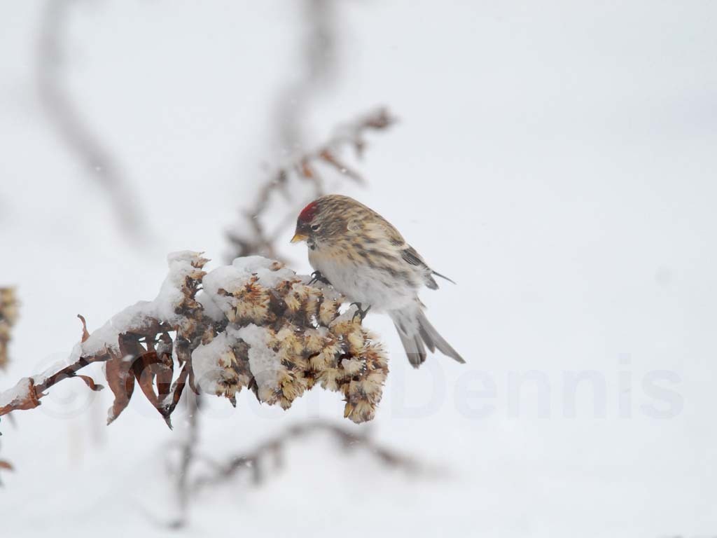 CORE-AN_Common-Redpoll