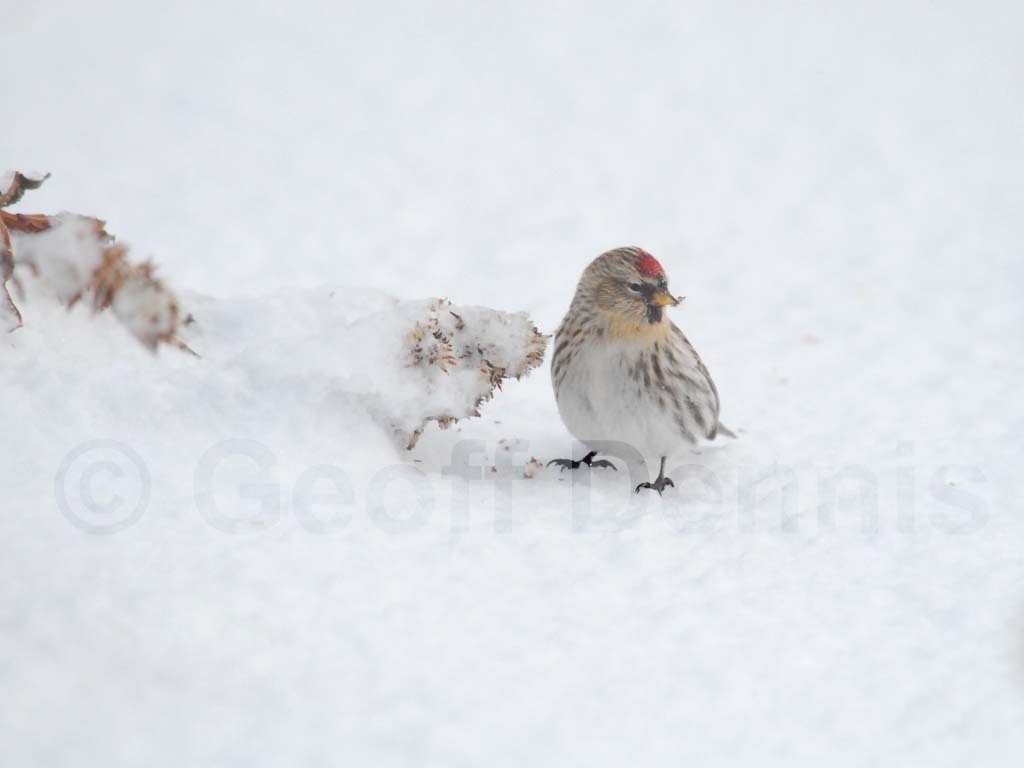 CORE-AO_Common-Redpoll