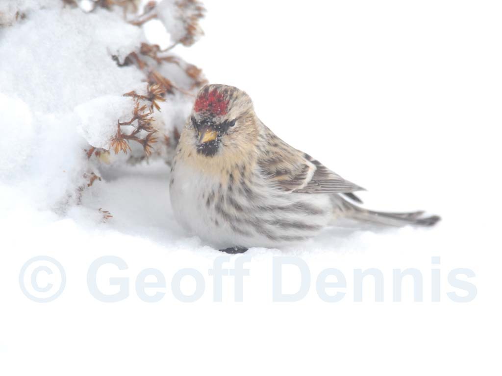 CORE-AP_Common-Redpoll