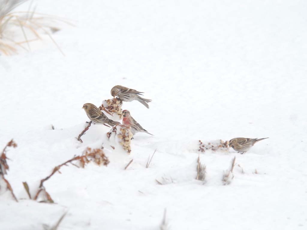 CORE-AQ_Common-Redpoll