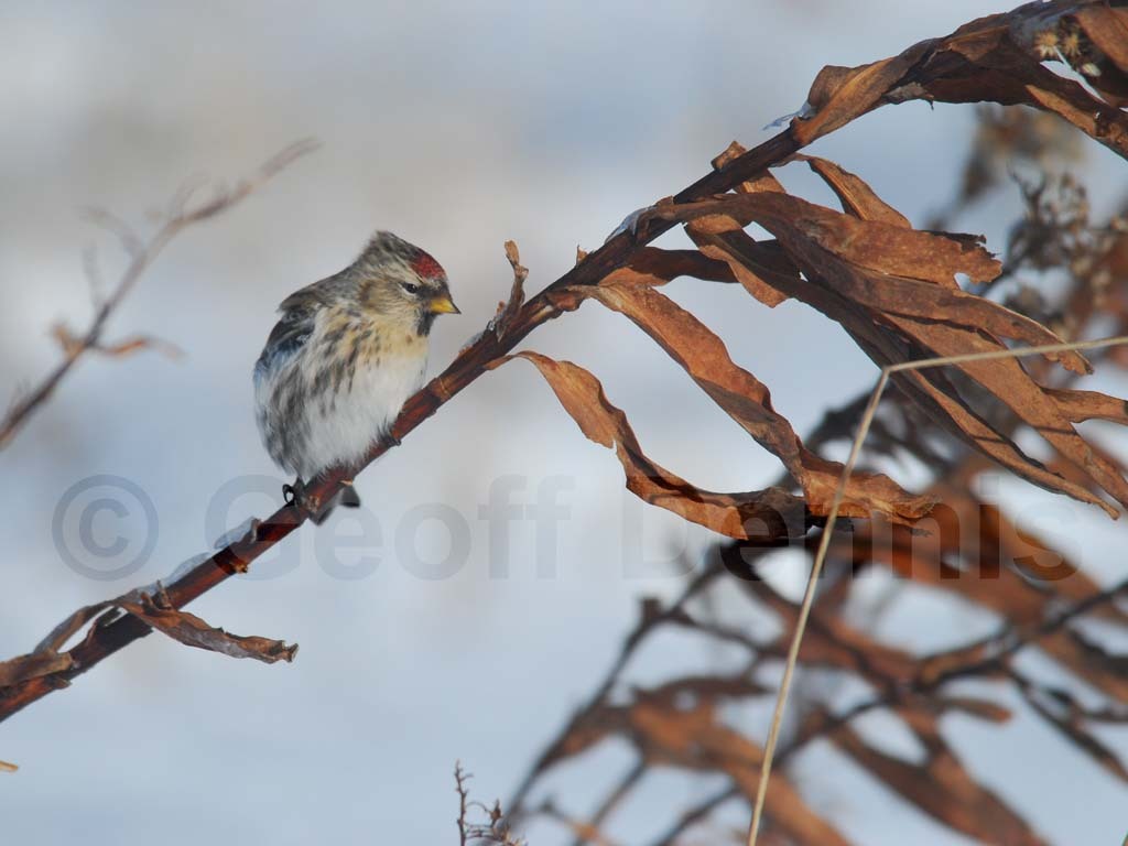 CORE-AR_Common-Redpoll