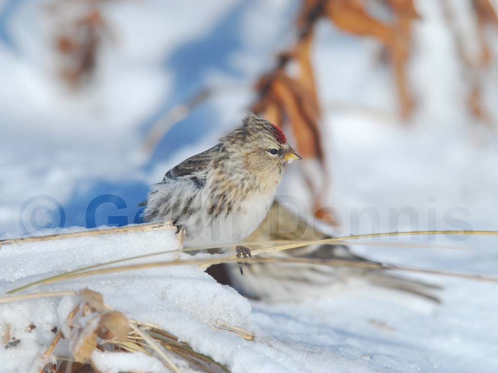 CORE-AS_Common-Redpoll