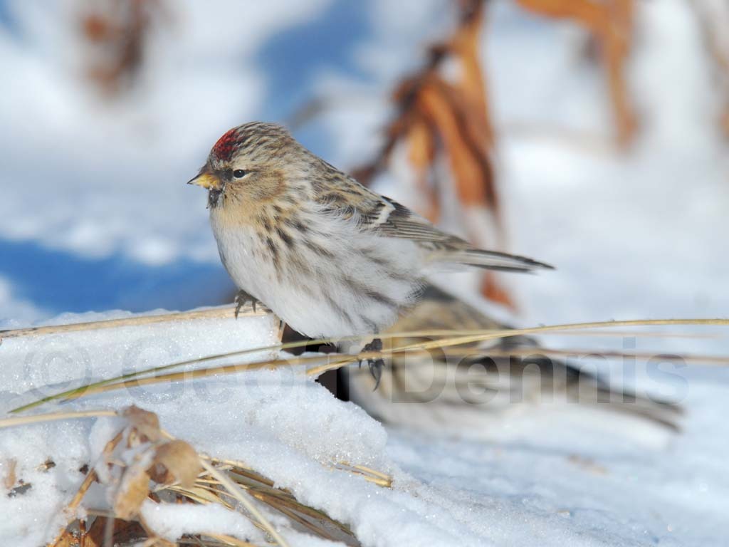 CORE-AT_Common-Redpoll