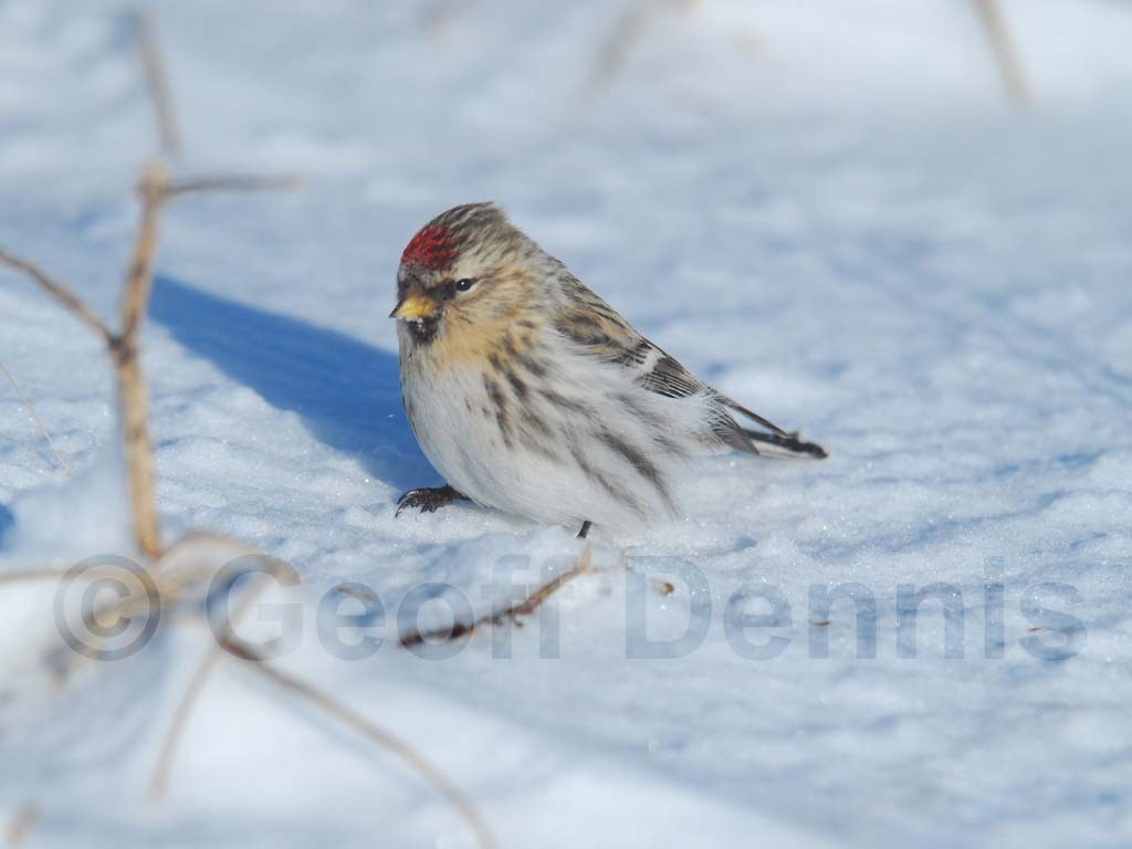 CORE-AU_Common-Redpoll
