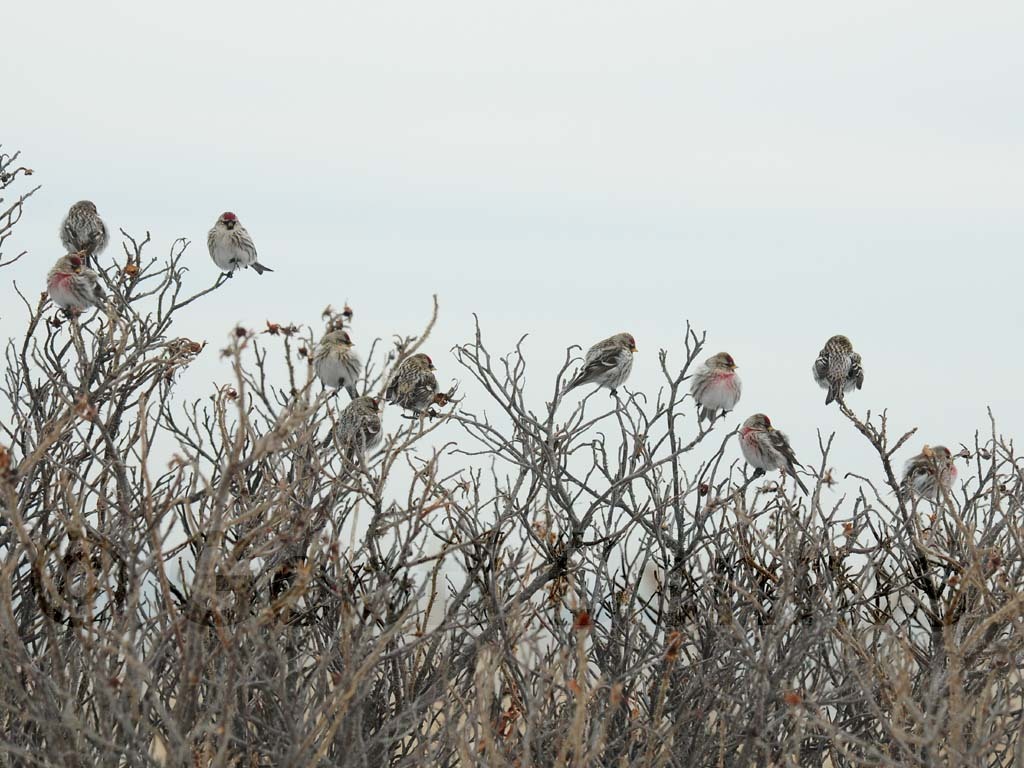 CORE-AV_Common-Redpoll