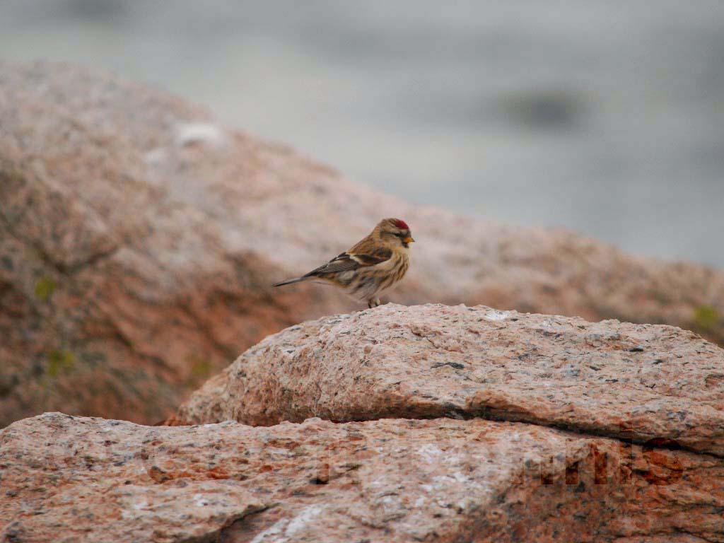 CORE-AW_Common-Redpoll