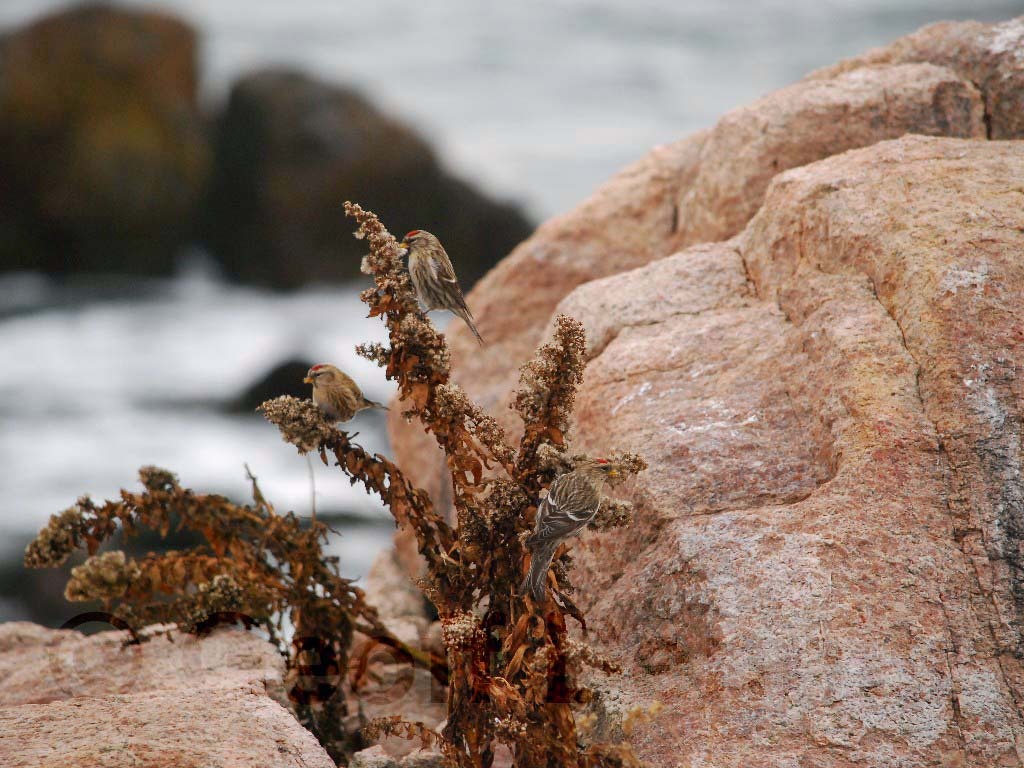 CORE-AX_Common-Redpoll