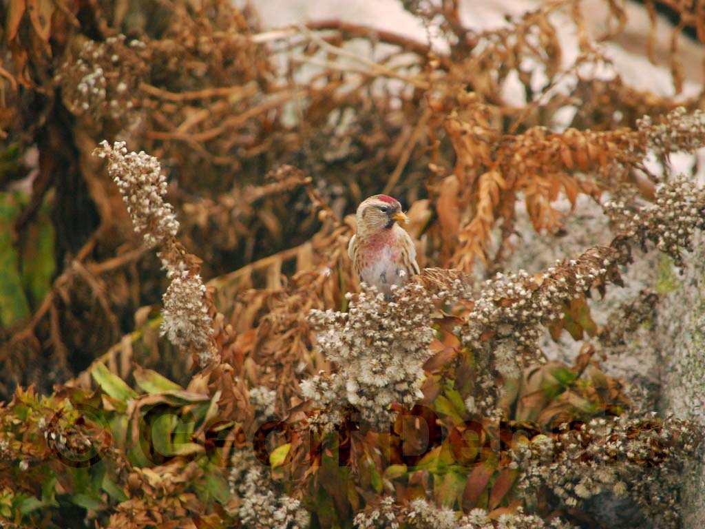 CORE-AY_Common-Redpoll