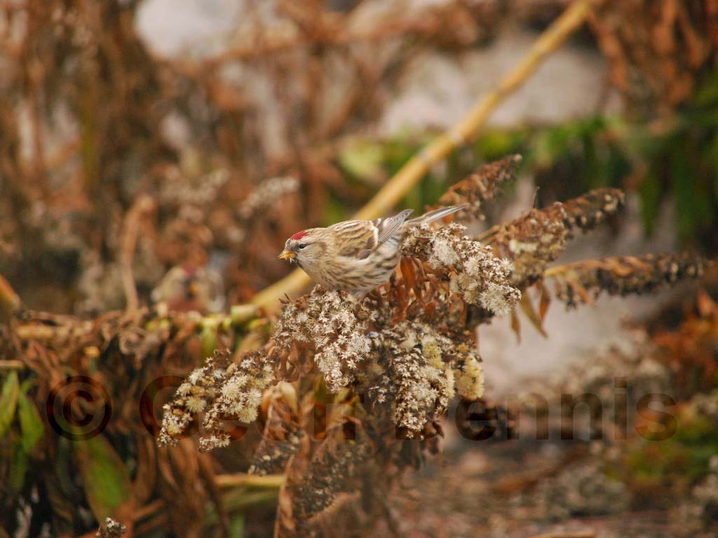 CORE-AZ_Common-Redpoll