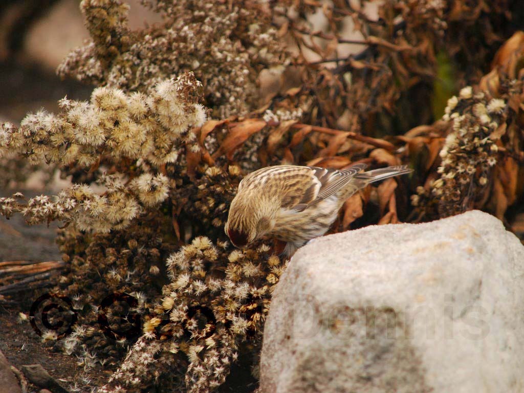CORE-BA_Common-Redpoll