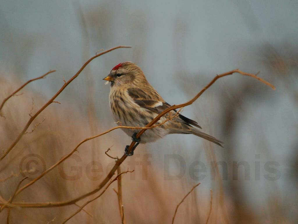CORE-BB_Common-Redpoll