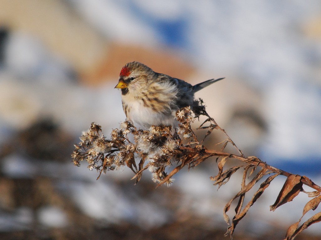 CORE-BC_Common-Redpoll