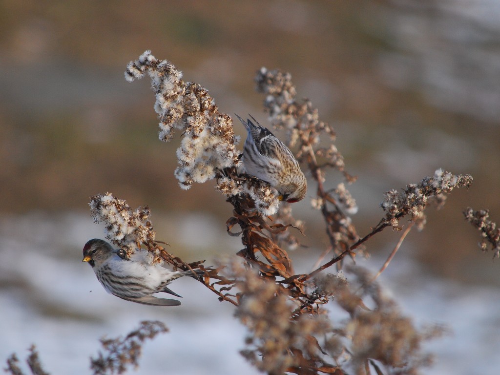 CORE-BD_Common-Redpoll