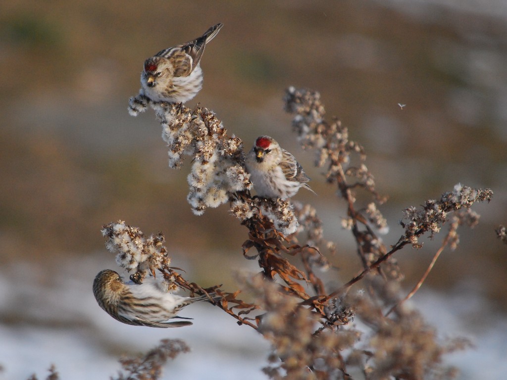 CORE-BE_Common-Redpoll