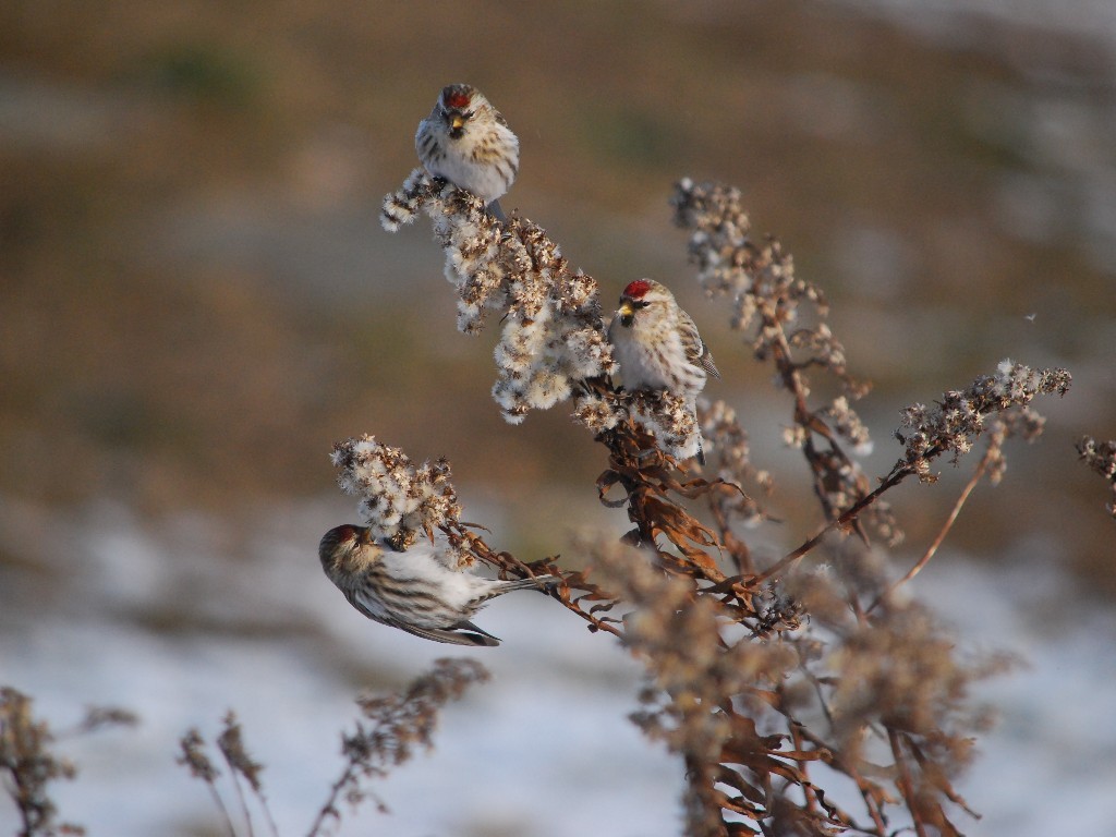 CORE-BF_Common-Redpoll