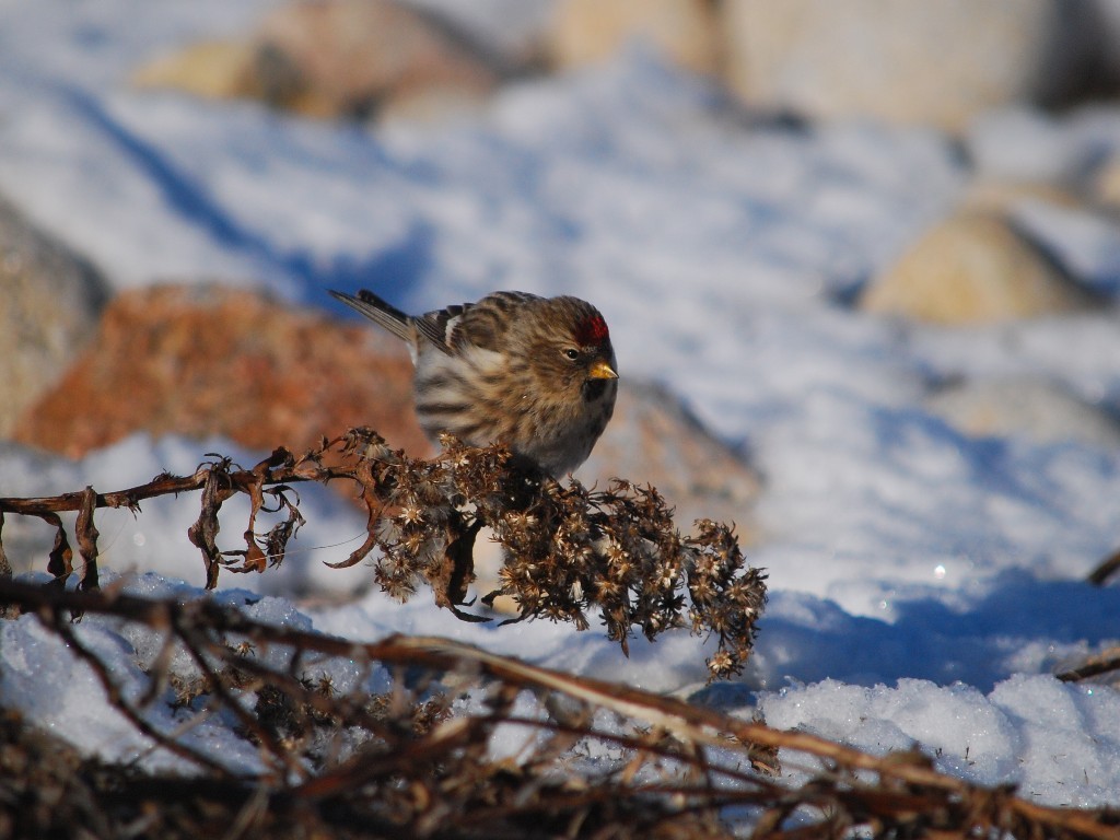 CORE-BG_Common-Redpoll