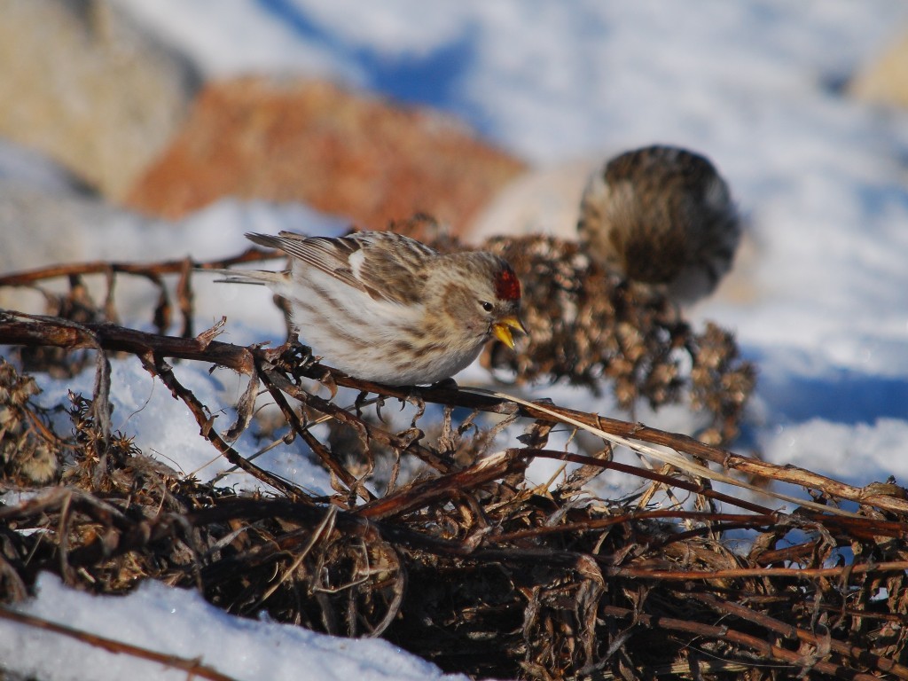 CORE-BH_Common-Redpoll