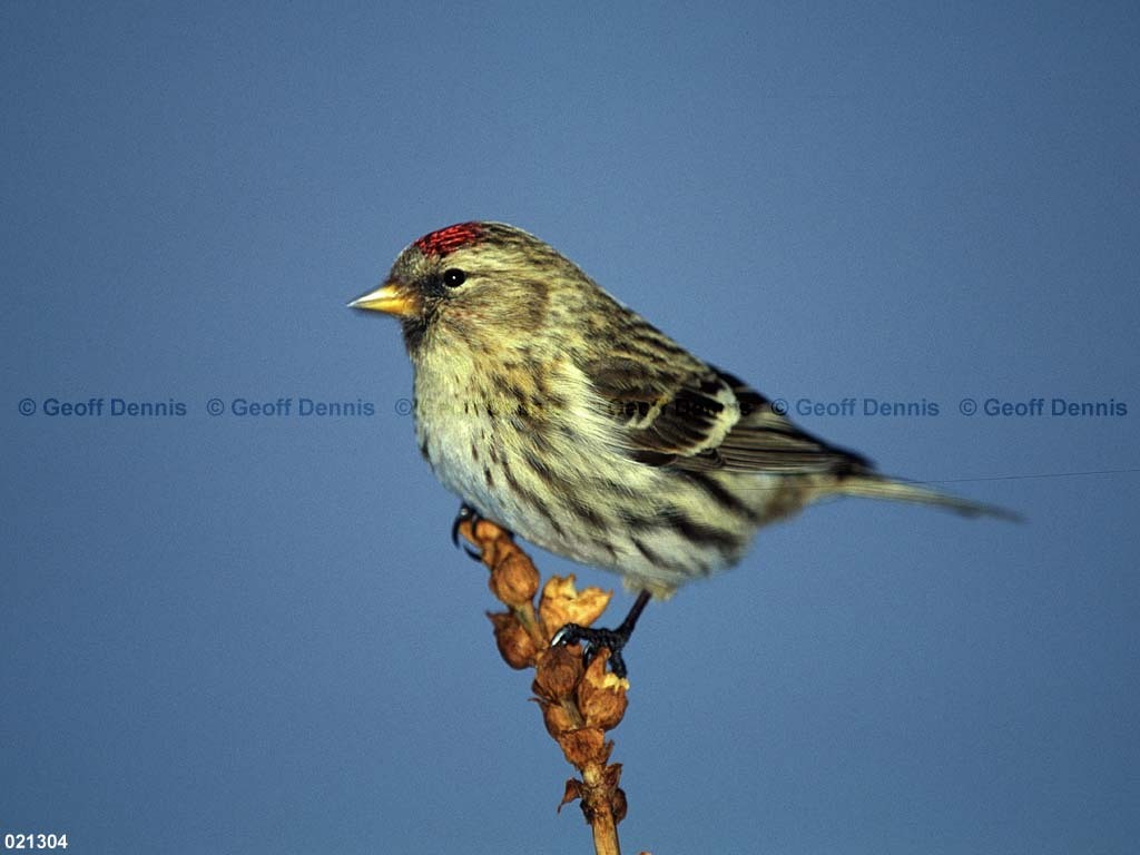 CORE-BI_Common-Redpoll