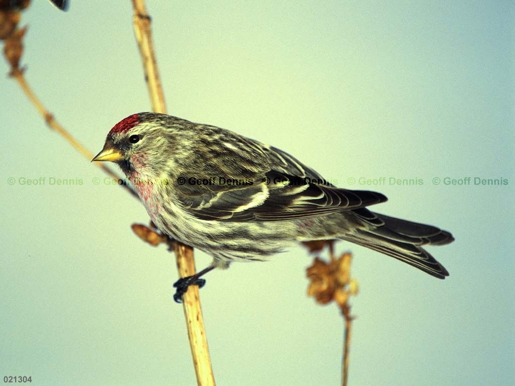 CORE-BJ_Common-Redpoll