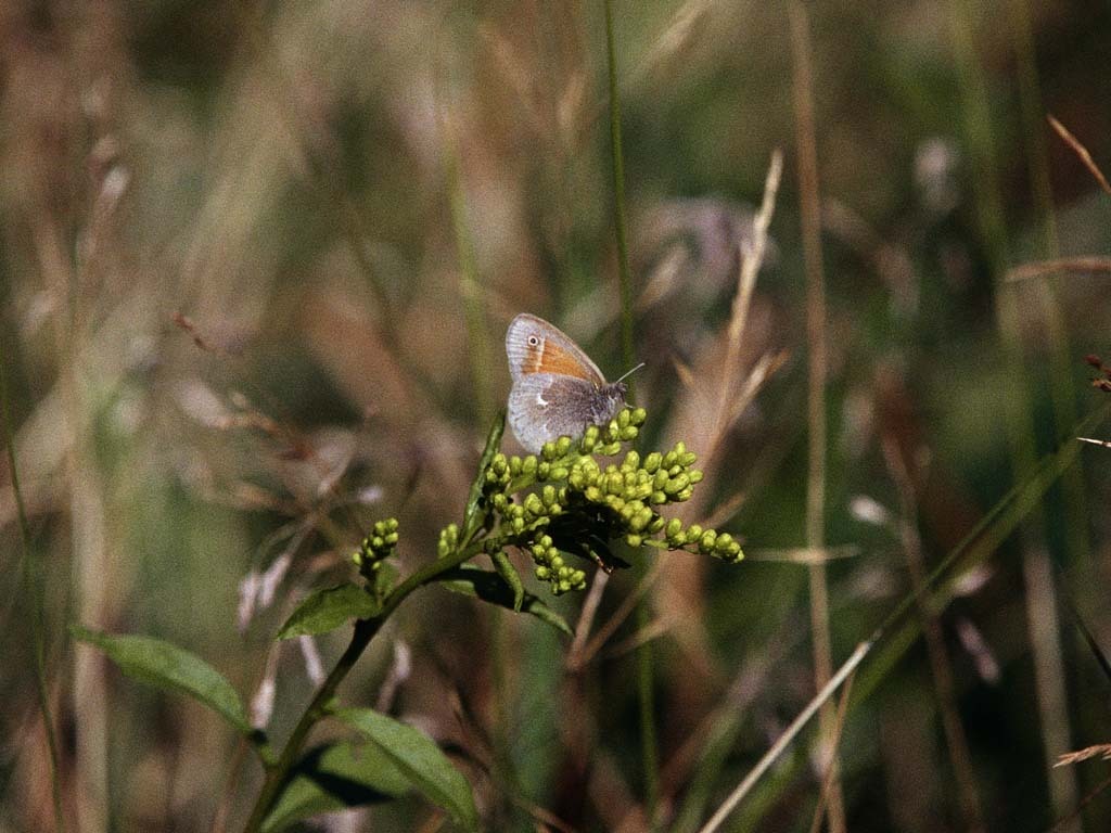Common-Ringlet-AB