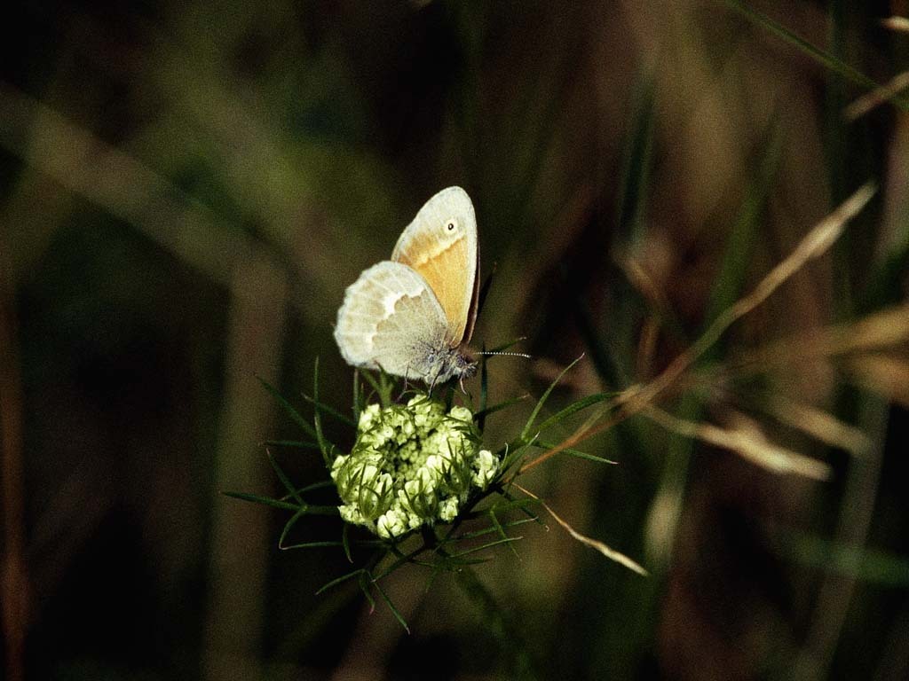 Common-Ringlet-AC